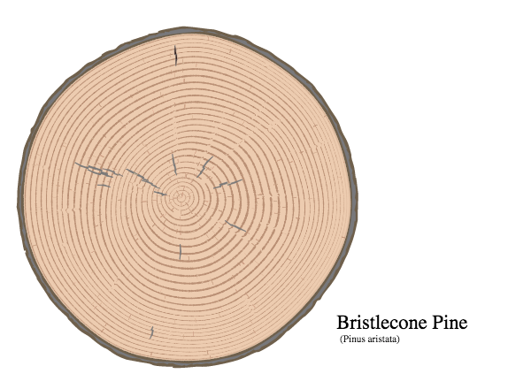 Study Tree Rings Image & Photo (Free Trial) | Bigstock